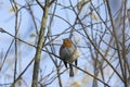 Robin on blue sky Royalty Free Stock Photo