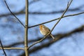 Robin on blue sky Royalty Free Stock Photo