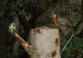 Robin and blue tit Royalty Free Stock Photo