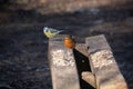 Robin and a Blue Tit perched on a wooden bench Royalty Free Stock Photo