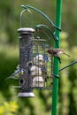 A robin and bluetits perched on bird feeders in a Sussex garden