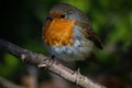 Robin on a Branch Royalty Free Stock Photo