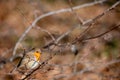 Robin on a branch. European robin. Erithacus rubecula. Robin redbreast Royalty Free Stock Photo