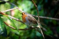 Robin on a branch and singing loudly