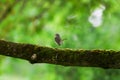 Robin on Branch with Worms in Beak in Green Spring Forest Background Royalty Free Stock Photo