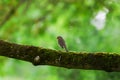 Robin on Branch with Worms in Beak in Green Spring Forest Background Royalty Free Stock Photo