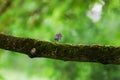 Robin on Branch with Worms in Beak in Green Spring Forest Background Royalty Free Stock Photo