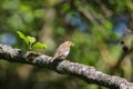 Robin on Branch with Worms in Beak in Green Spring Forest Background Royalty Free Stock Photo
