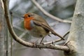 Robin among branches in wood