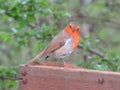 Robin , Britains favourite Bird