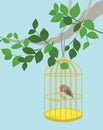 The robin in the cage hanging on the tree branch