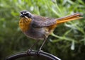 Robin Royalty Free Stock Photo