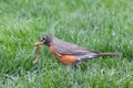 A Robin Catches an Earthworm Royalty Free Stock Photo
