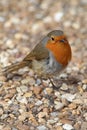 Robin Royalty Free Stock Photo