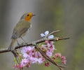 Robin on Cherry Blossom Royalty Free Stock Photo