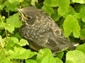 Robin chick