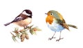 Robin and Chickadee Birds Watercolor Illustration Set Hand Drawn
