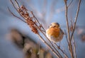 Robin close up Royalty Free Stock Photo