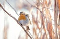 Robin close up Royalty Free Stock Photo