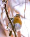 Robin close up Royalty Free Stock Photo