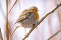 Robin close up Royalty Free Stock Photo