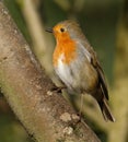 Robin, common British wild bird.