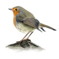 Robin Royalty Free Stock Photo