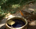 A robin drinks water