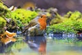 Robin with drops of water on the feathers in Forest Lake