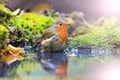 Robin with drops of water on feathers