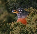 A robin eating a berry from a juniper bush