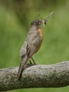 Robin Eating Dragonfly