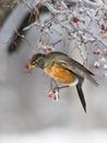 Robin eating icy red berries Royalty Free Stock Photo