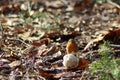 Robin eats from a fat ball on the ground in the Veluwe Royalty Free Stock Photo