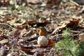 Robin eats from a fat ball on the ground in the Veluwe Royalty Free Stock Photo