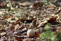 Robin eats from a fat ball on the ground in the Veluwe Royalty Free Stock Photo