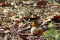 Robin eats from a fat ball on the ground in the Veluwe Royalty Free Stock Photo