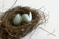 Robin Eggs Hatched Royalty Free Stock Photo