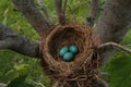 Robin eggs Royalty Free Stock Photo