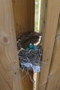 Robin eggs in nest