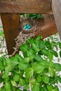 Robin Eggs perched in deck awning Royalty Free Stock Photo