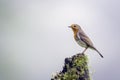 Robin Eritacus rubella with vibrant orange feathers perched on top of a tree stump Royalty Free Stock Photo