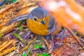 Robin (Erithacus rubecola) Royalty Free Stock Photo