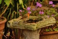 robin, Erithacus rubecula, on birdbath. Royalty Free Stock Photo