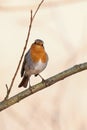 Robin Erithacus rubecula with blurred background Royalty Free Stock Photo