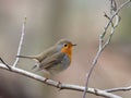 Robin - Erithacus rubecula