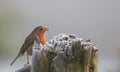 Robin, Erithacus rubecula, at the breakfast table.