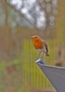 Robin,Erithacus Rubecula.