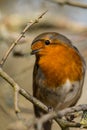 Robin Erithacus rubecula perched on a branch Royalty Free Stock Photo