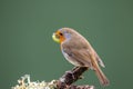 Robin (Erithacus rubecula) perched on a branch holding a caterpi Royalty Free Stock Photo